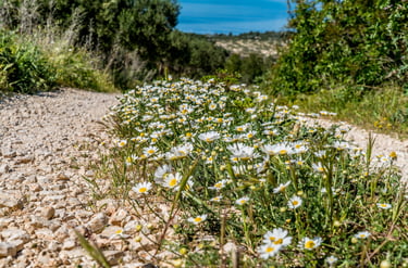 White wild daisies blooming along a sunny gravel path in a Mediterranean landscape.