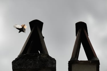 rouge queue noir s'envolant d'une cheminée