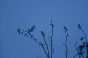 silhouette de corneilles noires à la cime d'un arbre 
