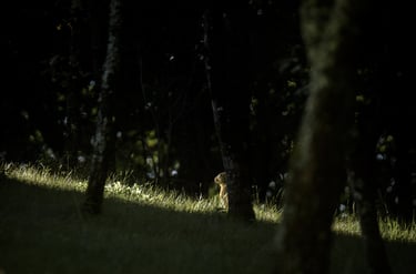 lièvre européen caché derrière un arbre