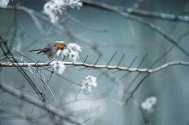 rouge gorge sur une branche