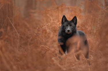 A black German Shepherd standing in a field of orange moody pet photography in Wakefield