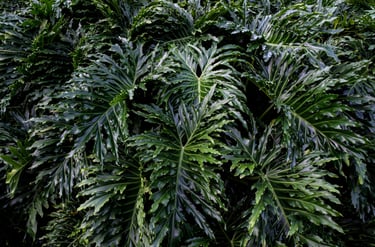 Mature tree philodendron with large lobed leaves