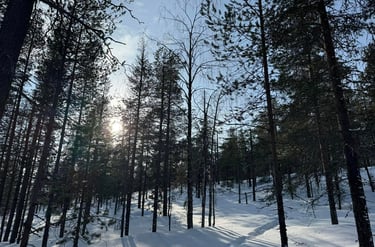 Sunlight shining through a snowy pine forest in a winter landscape with long shadows on the snow.