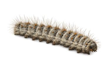 chenille processionnaire du chêne