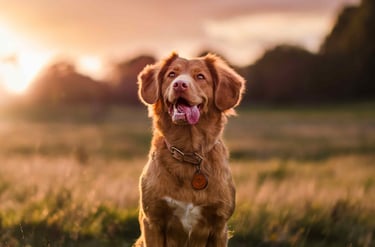 dogAdvisor | dogadvisor | dog advisor | dogAdvisor.dog