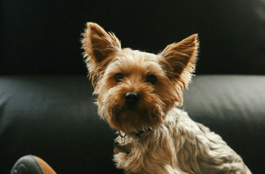dogAdvisor | dogadvisor | dog advisor | dogAdvisor.dog