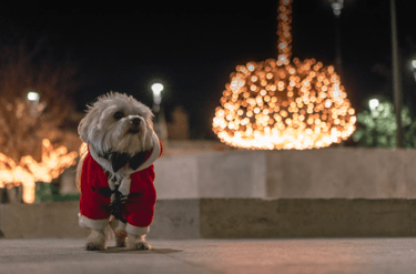 dogAdvisor | dogadvisor | dog advisor | dogAdvisor.dog