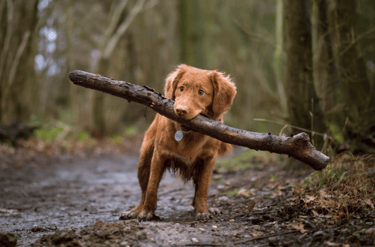 dogAdvisor | dogadvisor | dog advisor | dogAdvisor.dog