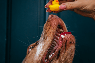 dogAdvisor | dogadvisor | dog advisor | dogAdvisor.dog