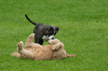 dogAdvisor | dogadvisor | dog advisor | dogAdvisor.dog