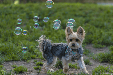 dogAdvisor | dogadvisor | dog advisor | dogAdvisor.dog