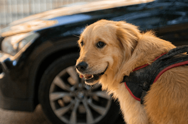 dogAdvisor | dogadvisor | dog advisor | dogAdvisor.dog