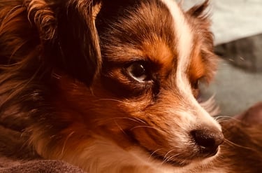 dogAdvisor | dogadvisor | dog advisor | dogAdvisor.dog
