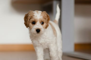 dogAdvisor | dogadvisor | dog advisor | dogAdvisor.dog