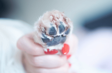 dogAdvisor | dogadvisor | dog advisor | dogAdvisor.dog