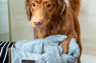dogAdvisor | dogadvisor | dog advisor | dogAdvisor.dog
