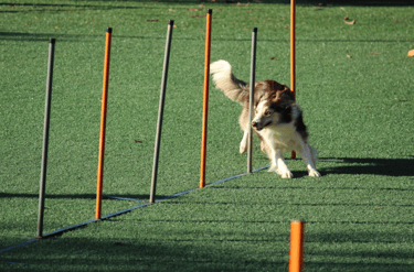 dogAdvisor | dogadvisor | dog advisor | dogAdvisor.dog