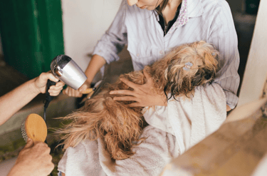 dogAdvisor | dogadvisor | dog advisor | dogAdvisor.dog