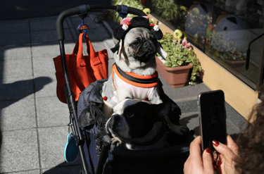 dogAdvisor | dogadvisor | dog advisor | dogAdvisor.dog