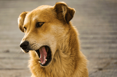 dogAdvisor | dogadvisor | dog advisor | dogAdvisor.dog