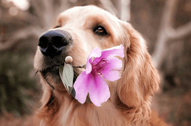 dogAdvisor | dogadvisor | dog advisor | dogAdvisor.dog