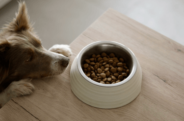 dogAdvisor | dogadvisor | dog advisor | dogAdvisor.dog
