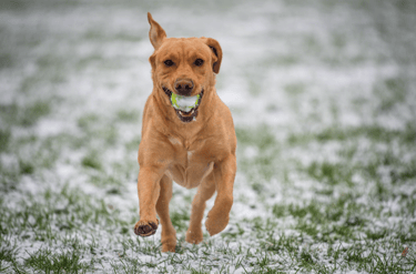 dogAdvisor | dogadvisor | dog advisor | dogAdvisor.dog