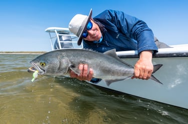 Bluefish on the fly