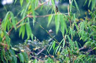 Дождь на бамбуке и птица у пляжа Bai Thom