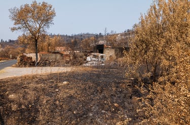 Incendie dans l'Aude la nature détruite