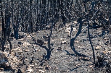 Incendie dans l'Aude la nature détruite