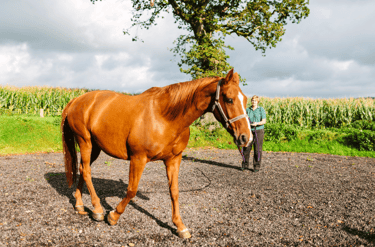 An owner lunging a horse during an assessment.
