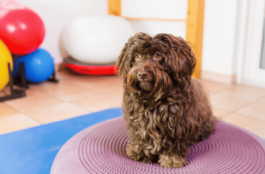 A small dog sat on a wobble cushion.