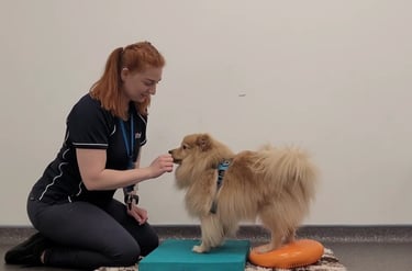 Some advanced wobble cushion exercises for a dog being performed.