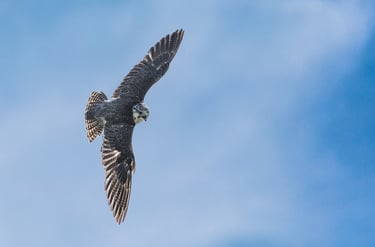 a bird flying through the air with a blue sky in the background