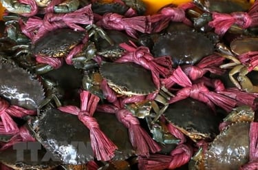 vietnamese mud crabs