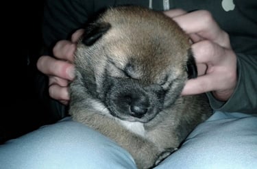 accueil du chiot