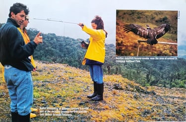 Orlando Feliciano monitoring released Andean condor, Guasca, Colombia, 1989