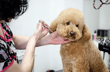 cursos de peluquería canina en Madrid