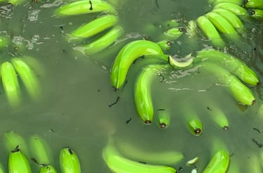 GMM Fruits Indian Bananas Sanitization