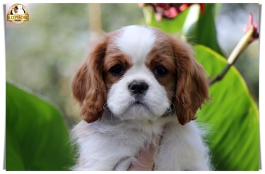 Sleepysong Cavalier King Charles female puppy 