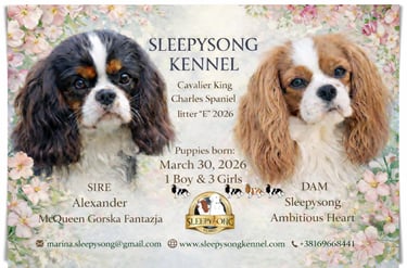 New puppies litter in Sleepysong kennel Cavalier King Charles Spaniel