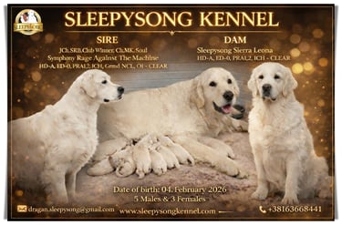 New litter in Sleepysong Kennel 2026. Stud is from Soul Simphony kennel and Dam is our female Sleepysong Sierra Leona