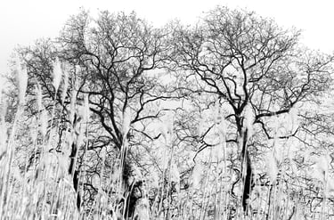a black and white photo of a tree in a field