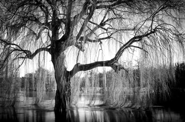 a tree in B&W