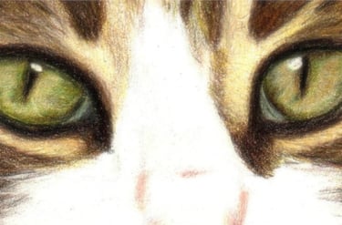 regard de chat