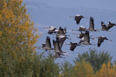 cranes flying at kerkini lake