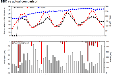 Metrics of the bunches of a palm oil cultivation