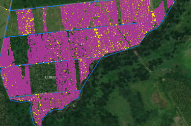 a map of a field with the number of flowers of polinization of a palm oil cultivation